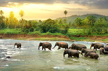 Sri Lanka Turu Air Arabia İle  Her Pazar Hareket 7 Gece 