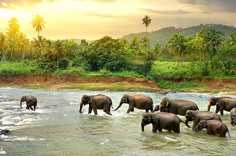 Sri Lanka Turu Air Arabia İle  Her Pazar Hareket 7 Gece