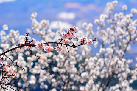 Datça Badem Çiçeği Festivali Turu
