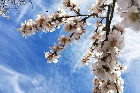 Datça Badem Çiçeği Festivali Turu